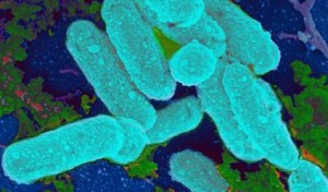 BacteriaAntibiotics