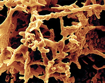 Biomed-0318O