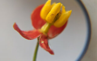 milkweed flower side view