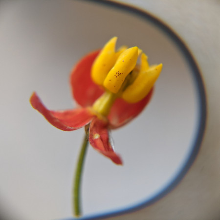 milkweed flower side view