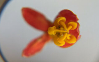 milkweed flower top view