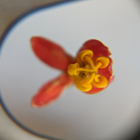 milkweed flower top view