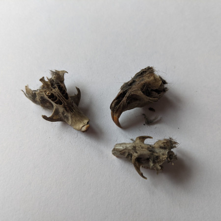 mouse skulls