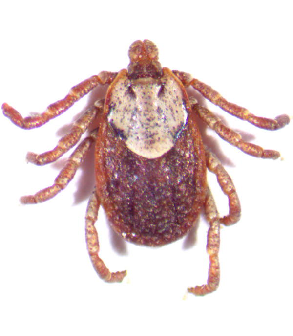 adult female Pacific Coast Tick