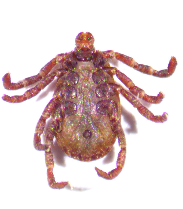 adult female Pacific Coast Tick