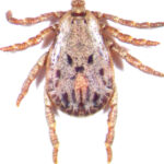 adult male Pacific Coast Tick