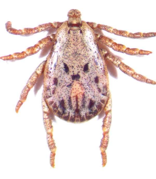 adult male Pacific Coast Tick