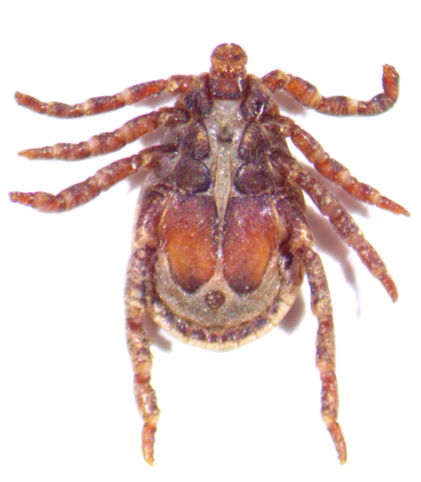 adult male Pacific Coast Tick