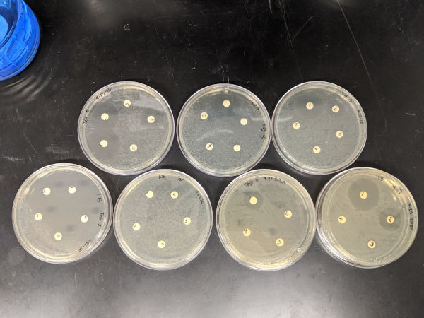 antimicrobial testing