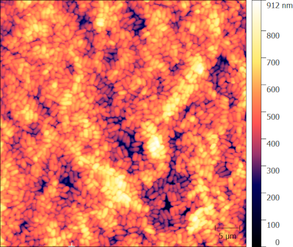 AFM of bacterial colony