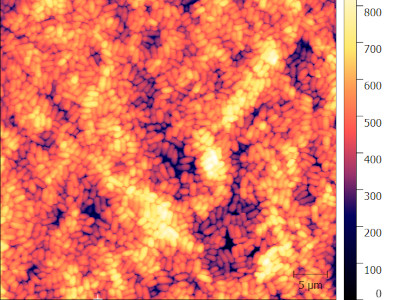 AFM of bacterial colony